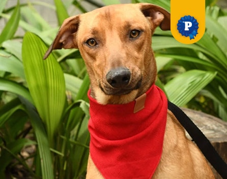 Cachorro Karamelo usando uma bandana vermelha
