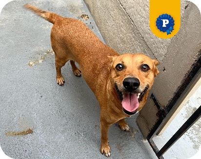 Cão caramelo Matheus de porte médio, em pé com a língua de fora