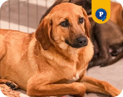 cachorro caramelo Mathias de porte médio, deitado em um abrigo com outros cachorros ao fundo