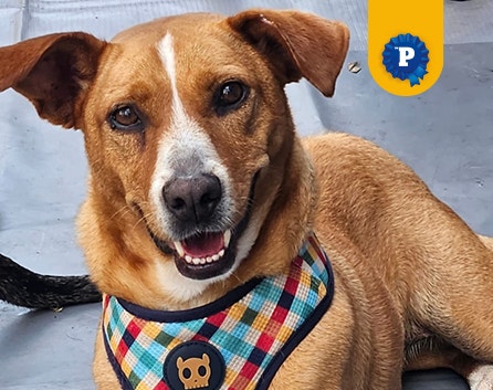 Caramelo fêmea Maya sorrindo, usando uma coleira peitoral