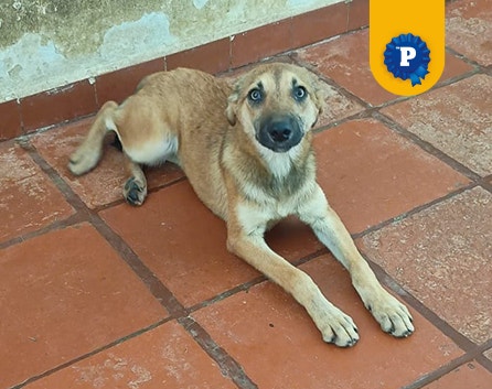 Doguinho caramelo Rafinha de porte médio, deitado 