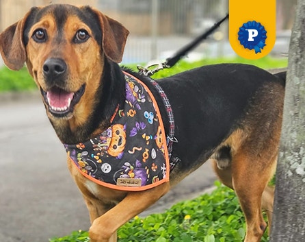 Doguinho Shine usando uma bandana, sendo levado para passear 
