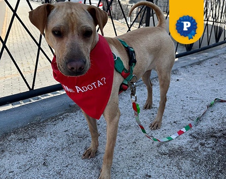 Cachorra Susi de porte médio, usando uma bandana vermelha