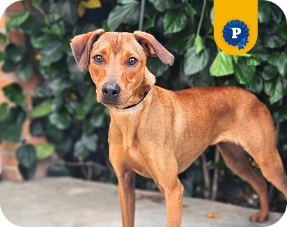 Cachorro caramelo Toby, em pé em frente a um gramado