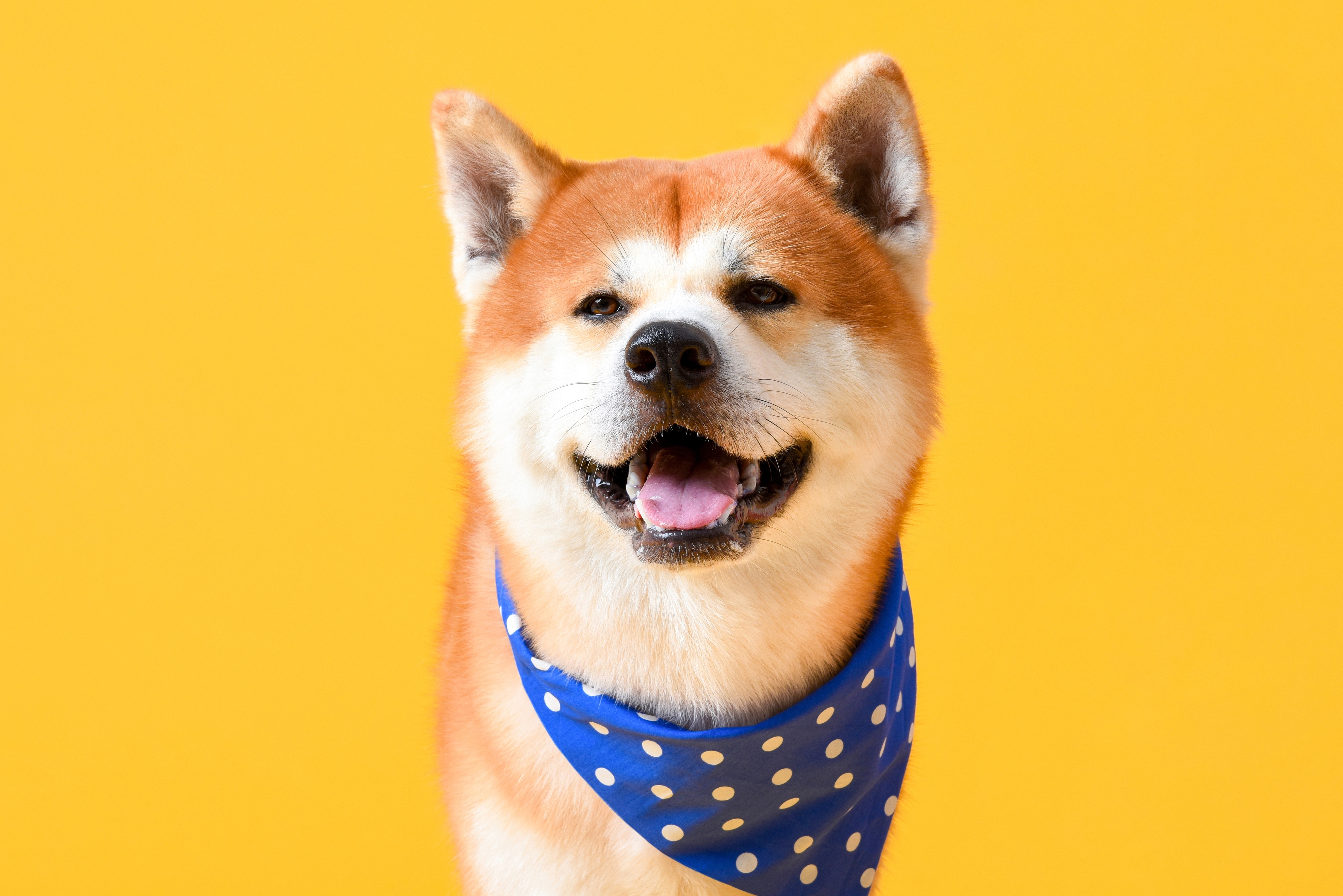 Cachorro da raça Akita Inu com pelagem marrom e branca, usando um lenço azul com bolinhas brancas, posando em frente a um fundo amarelo vibrante.