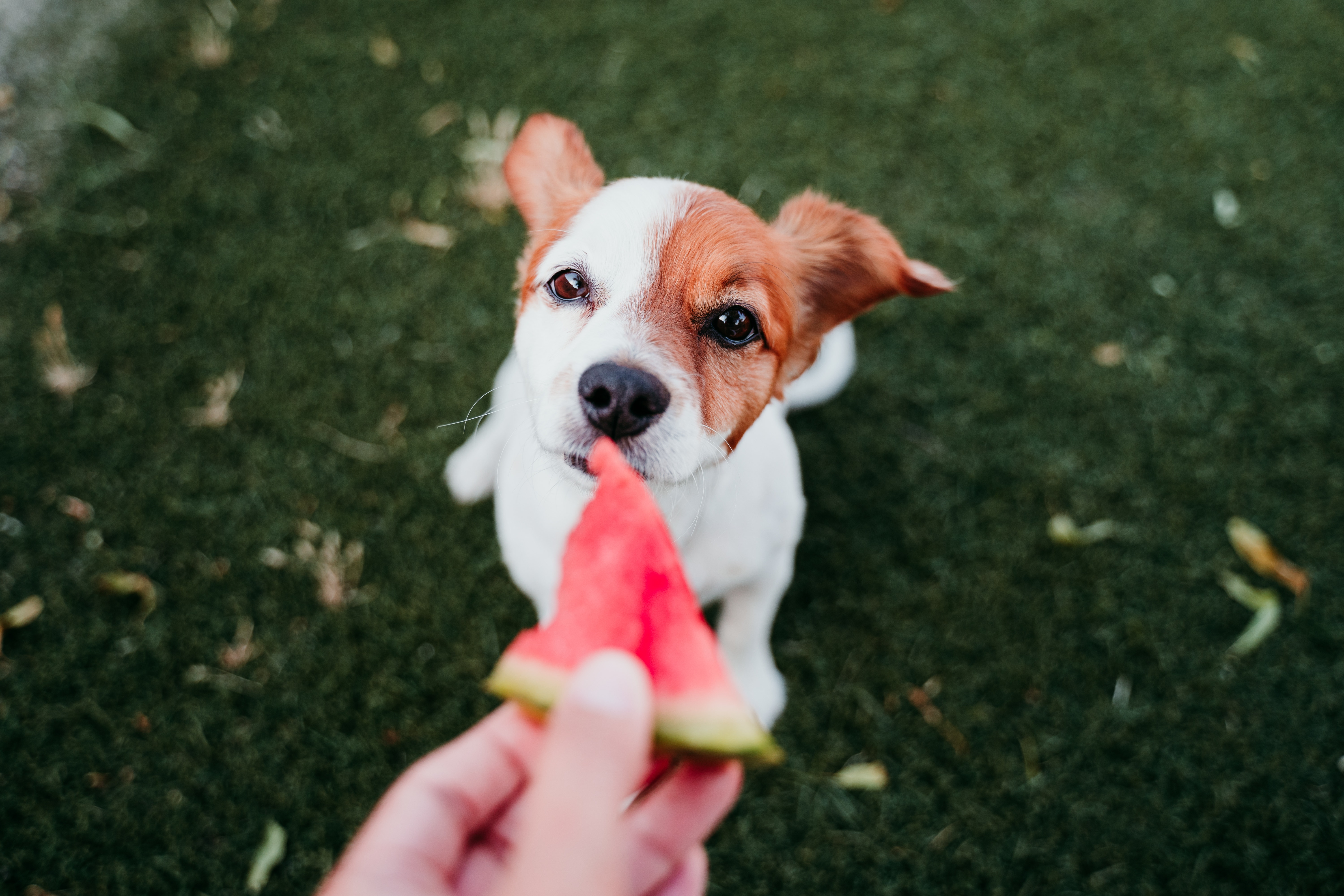 Cachorro Jack Russell Terrier comendo melancia em gramado.