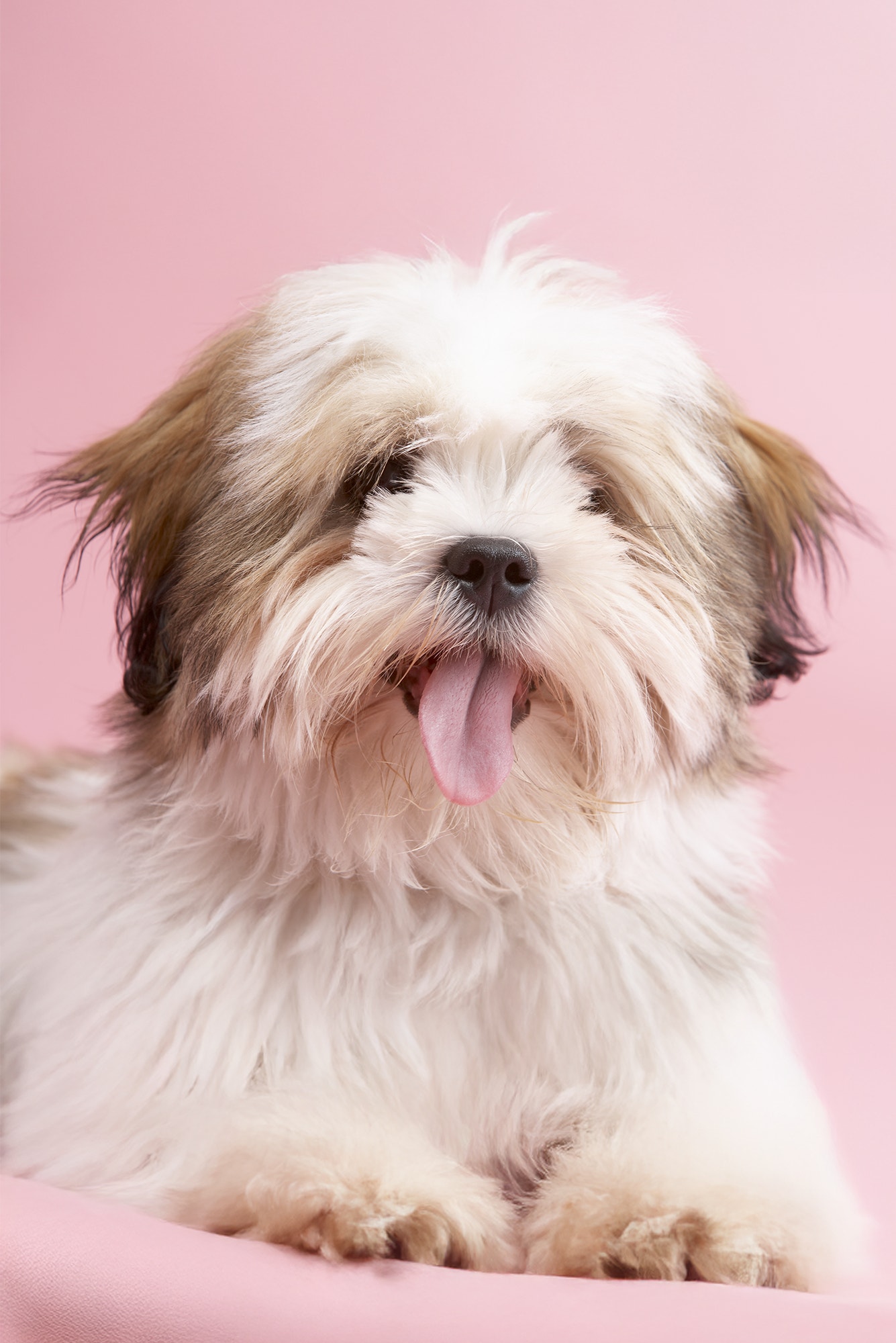 Cachorro da raça Shih Tzu com a língua de fora sobre fundo rosa.