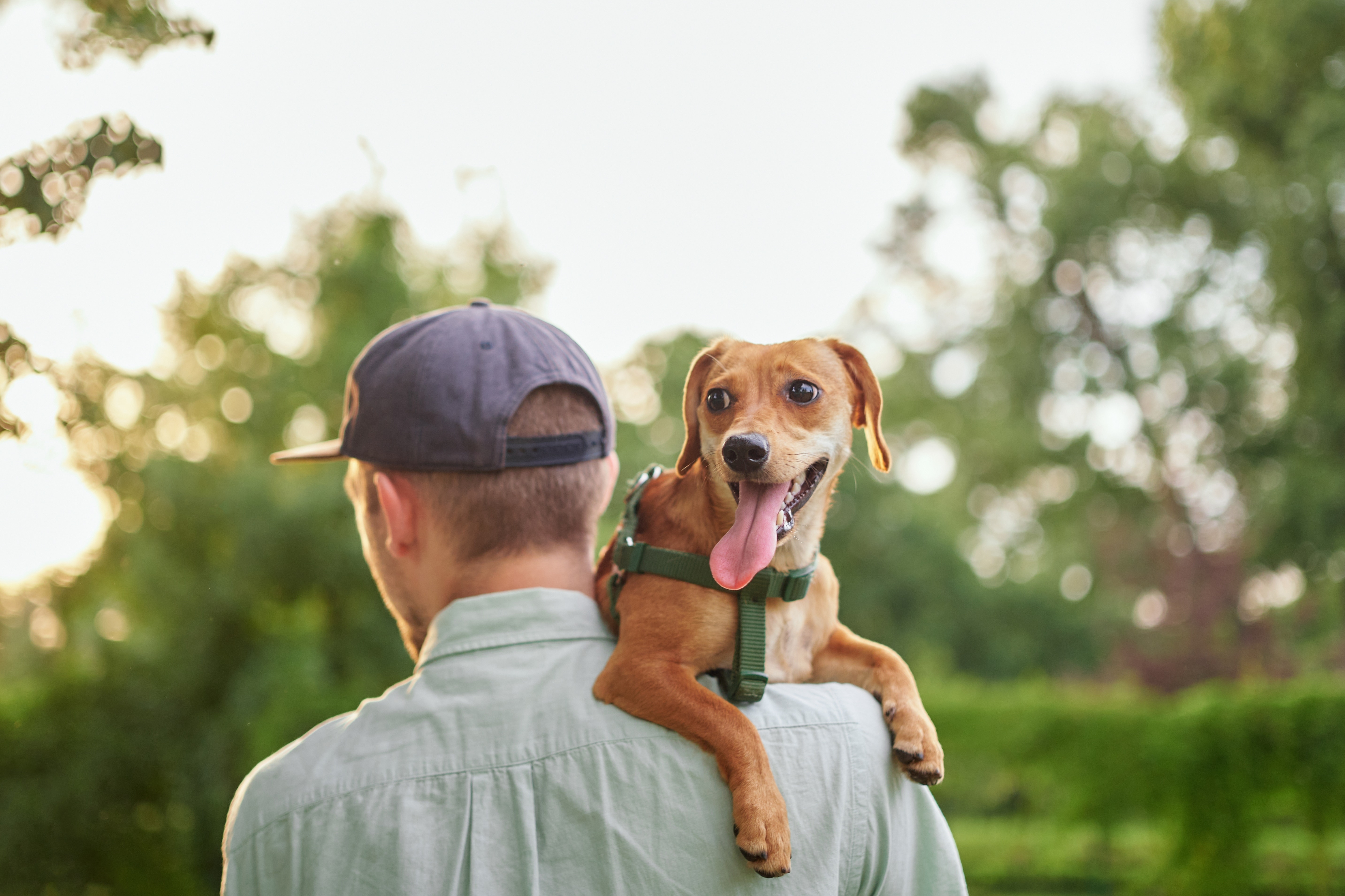 Homem de boné carrega cachorro vira lata caramelo feliz no ombro em parque ao ar livre.