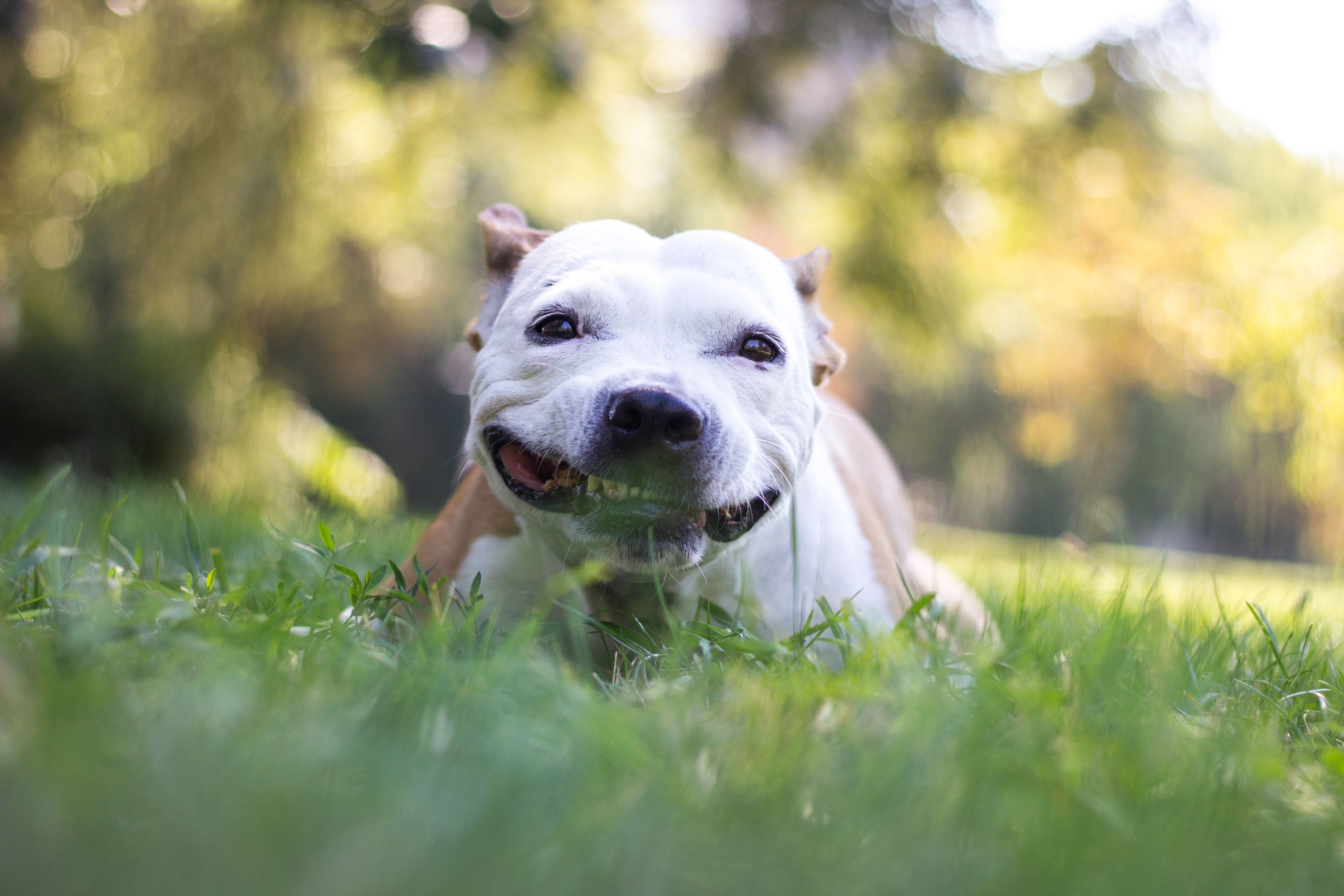 Staffordshire Bull Terrier sorridente deitado na grama verde em um parque ensolarado