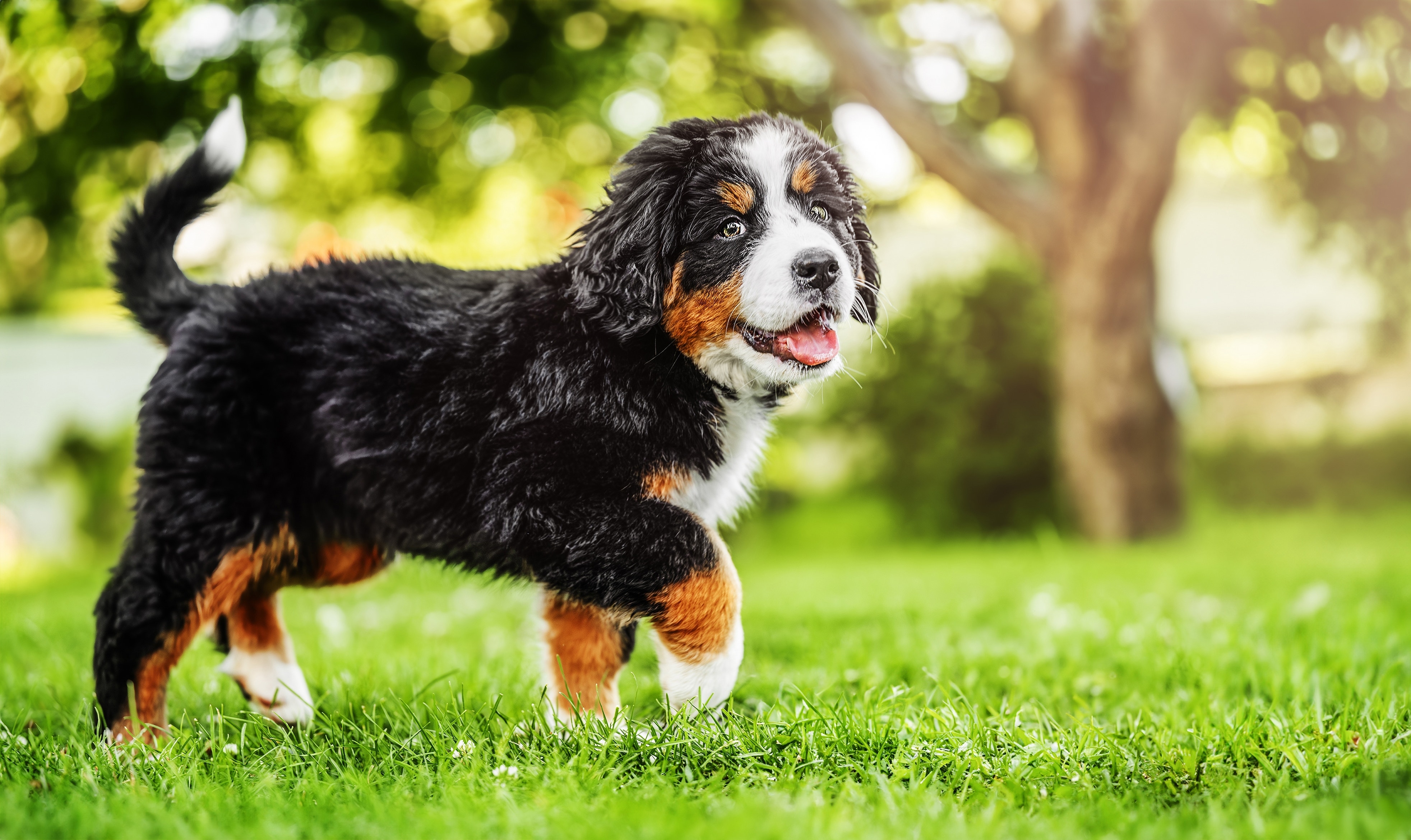 Filhote de cachorro da raça Bernese Mountain Dog, com pelagem preta, branca e marrom, caminhando em um gramado verde com árvores ao fundo em um dia ensolarado