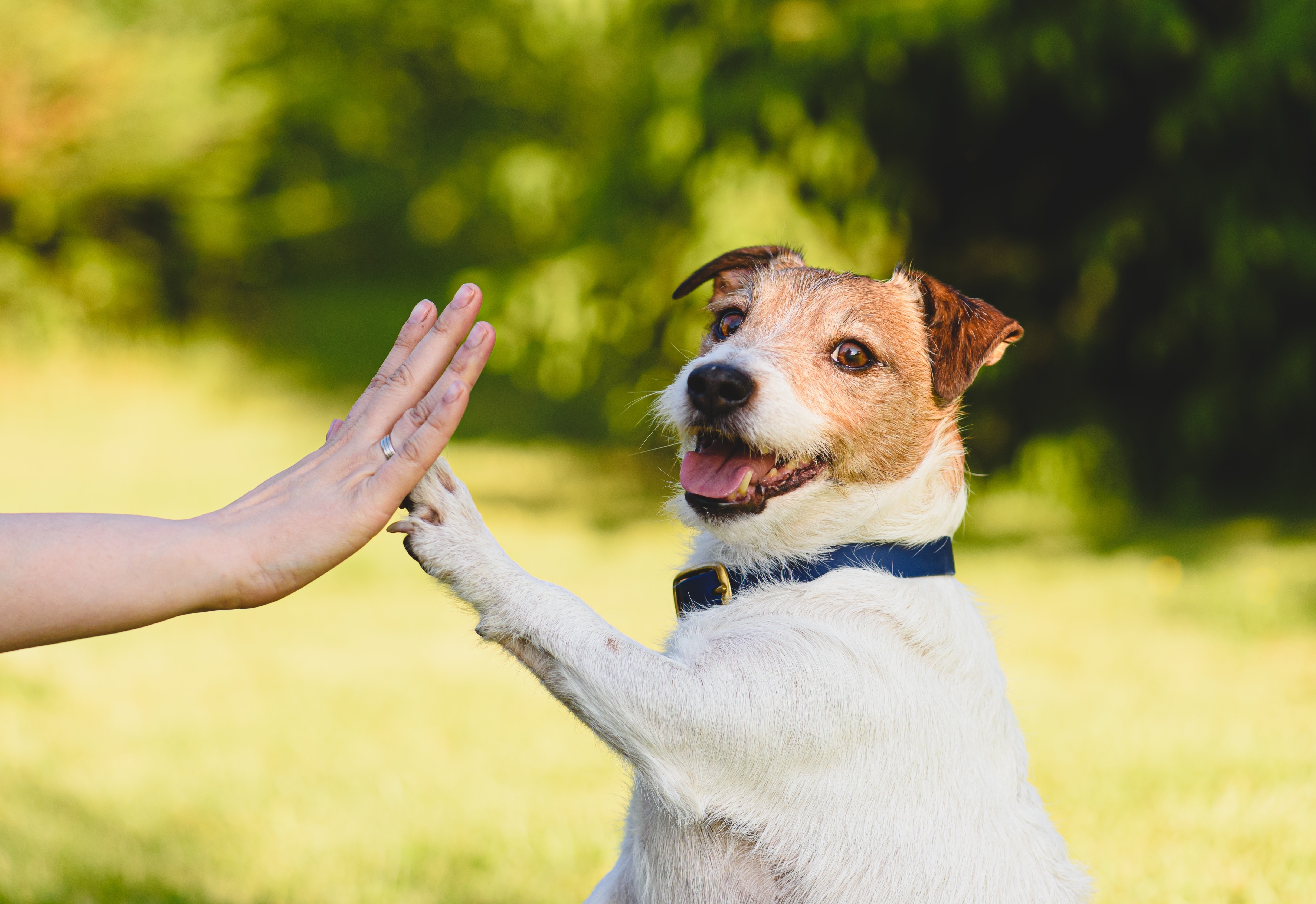 Cachorro da raça Jack Russell Terrier com pelagem branca e marrom dando uma pata para uma mão humana em um gesto de 'high five', em um ambiente ao ar livre com fundo verde desfocado.