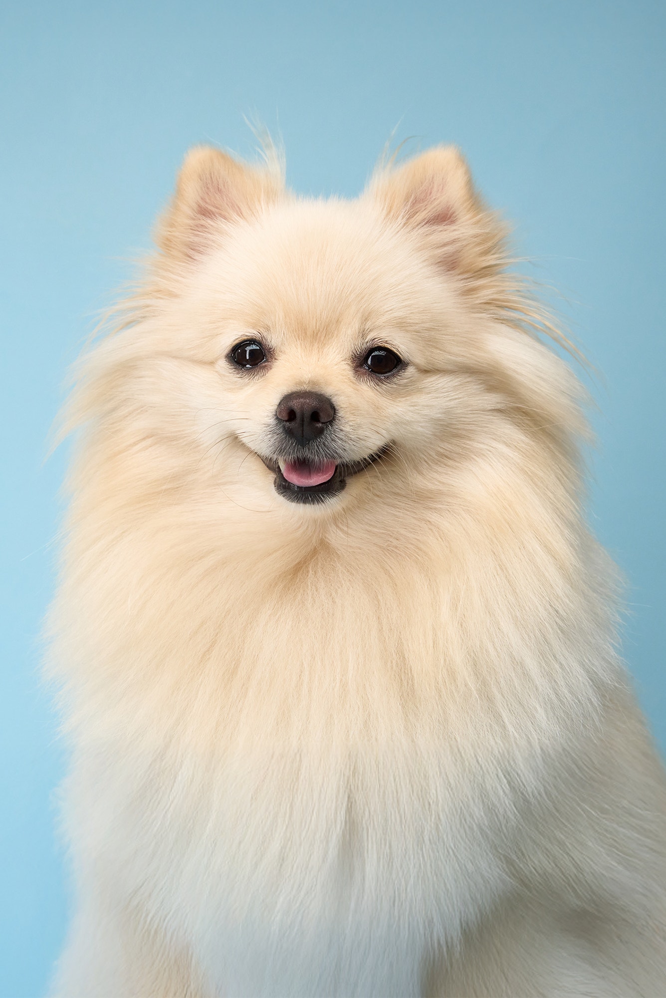Cachorro da raça Spitz Alemão creme sorrindo em fundo azul.