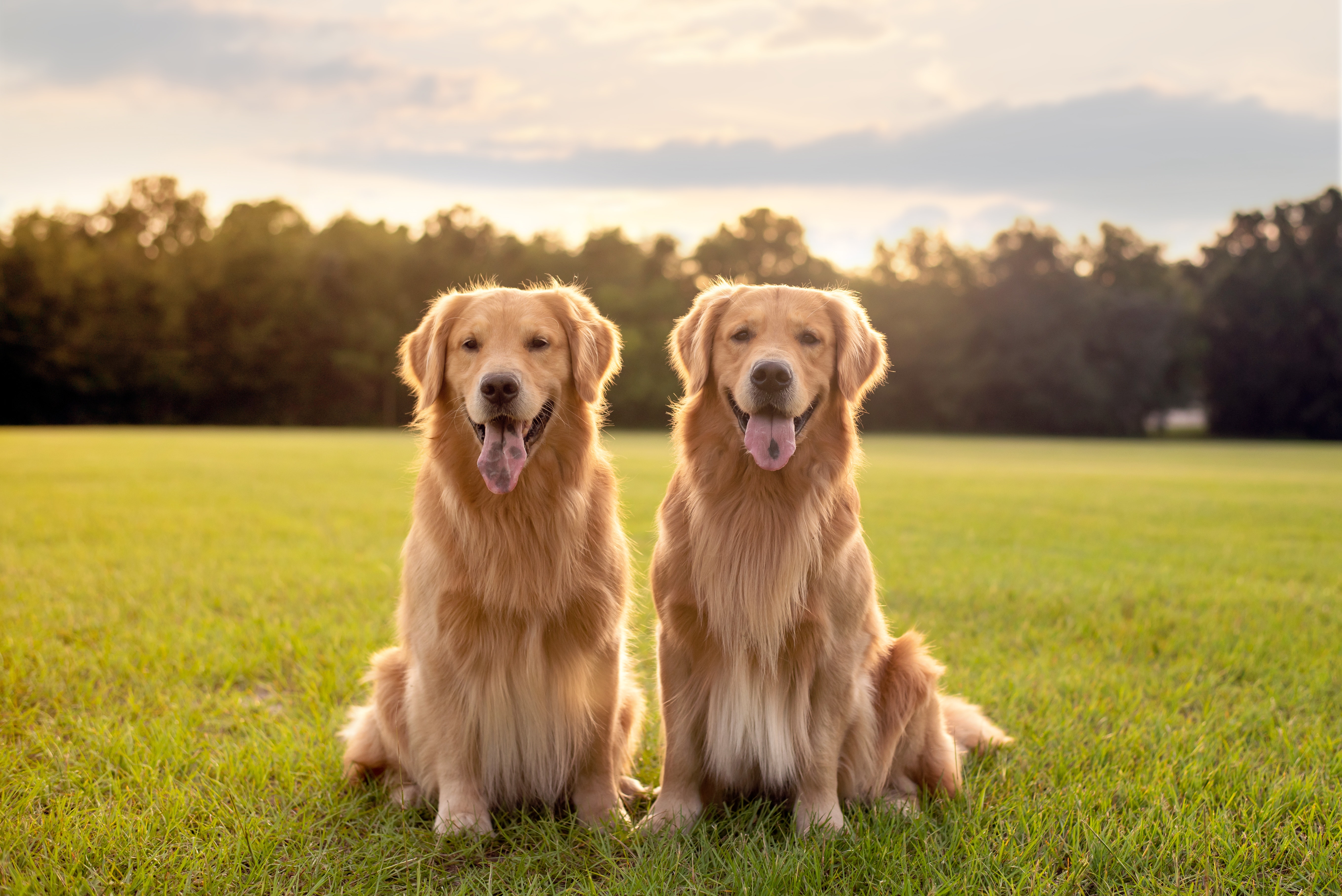 Dois cães da raça Golden Retriever, sentados na grama verde em um campo