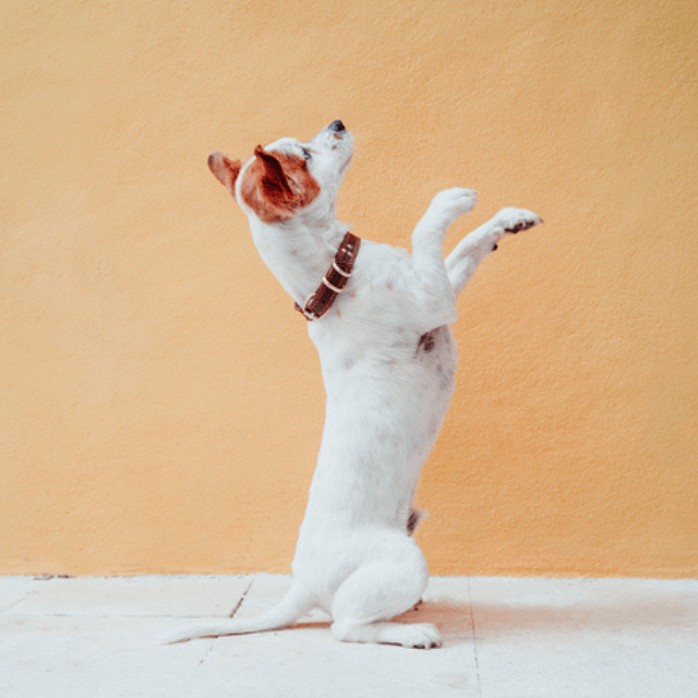 Cachorro de pelo branco com marchas caramelo na cabeça usando uma coleira marrom sentado com as patas da frente erguidas ao fundo uma parede laranja.
