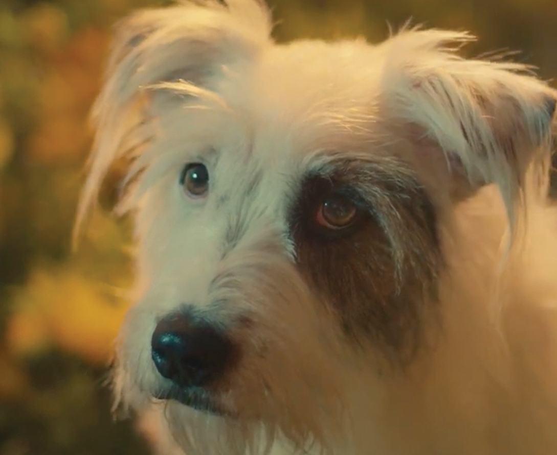 Cachorro com pelo médio branco e mancha marrom ao redor de um dos olhos, olhando fixamente para algo