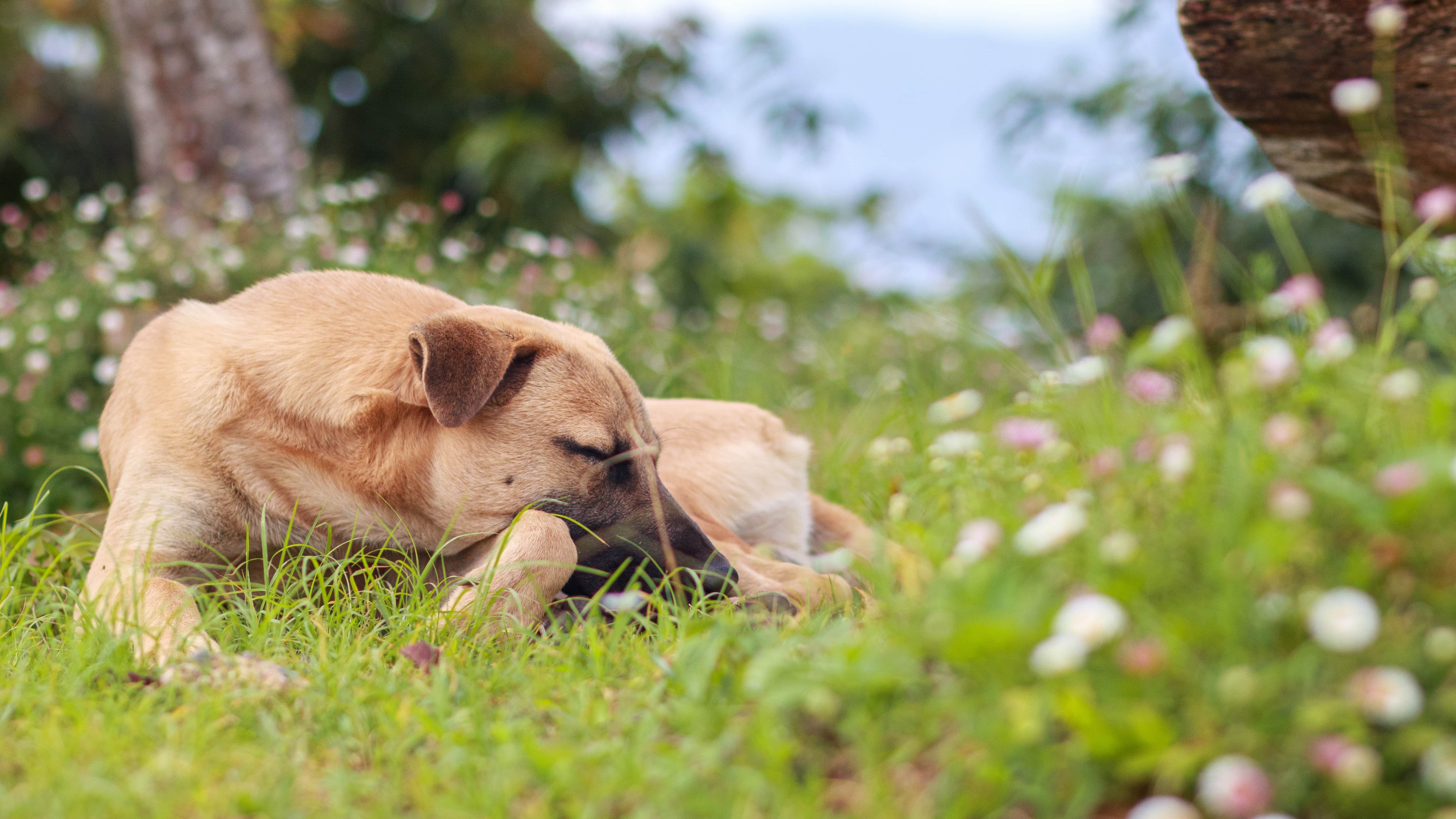 imagem de um labrador marrom dormindo com a cabeça na beira de uma cama com edredom rosa e branco e de fundo janela com decorações desfocadas.