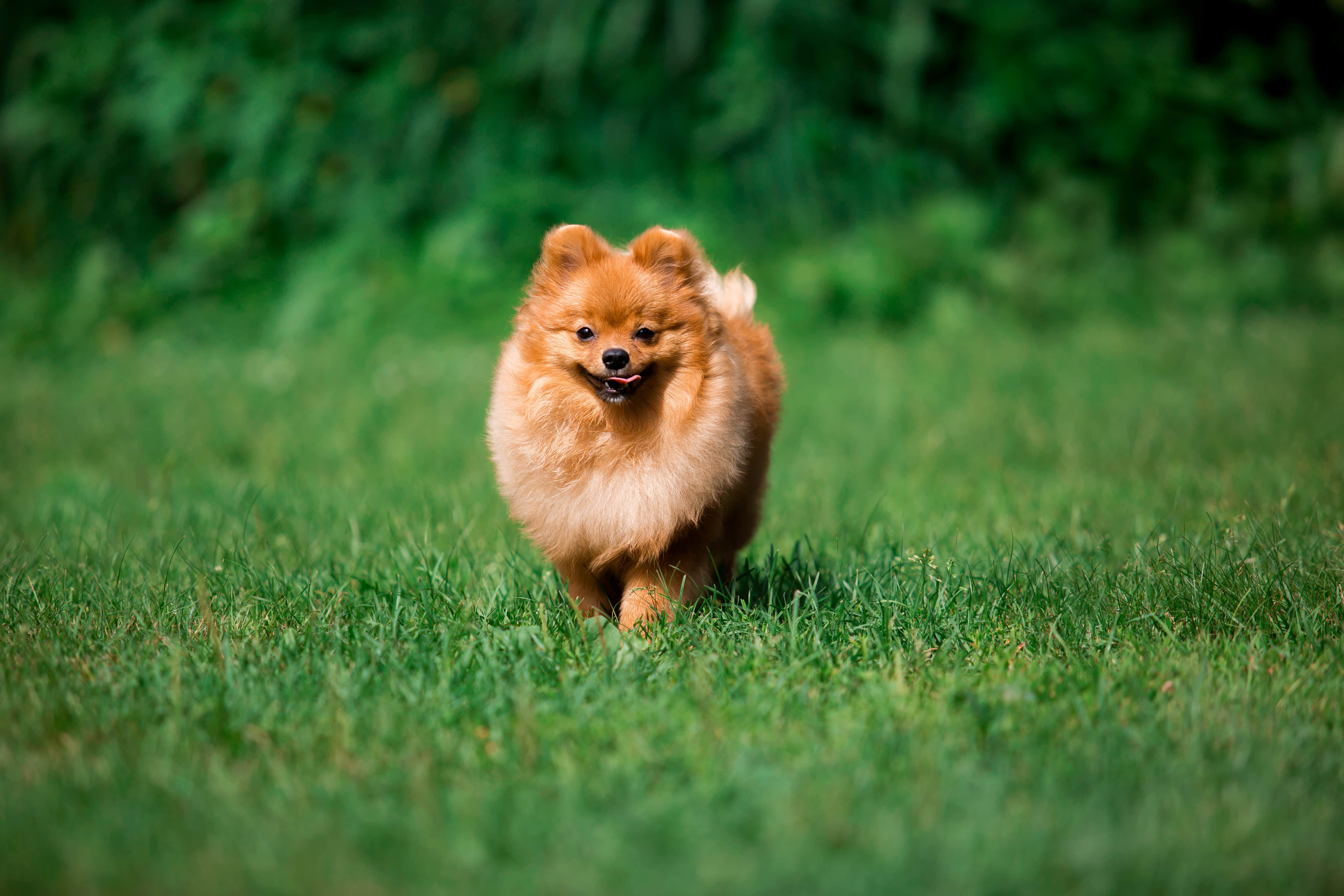 Imagem de um Lulu da Pomerânia amarelo escuro andando pela grama com um fundo de folhagens desfocado.