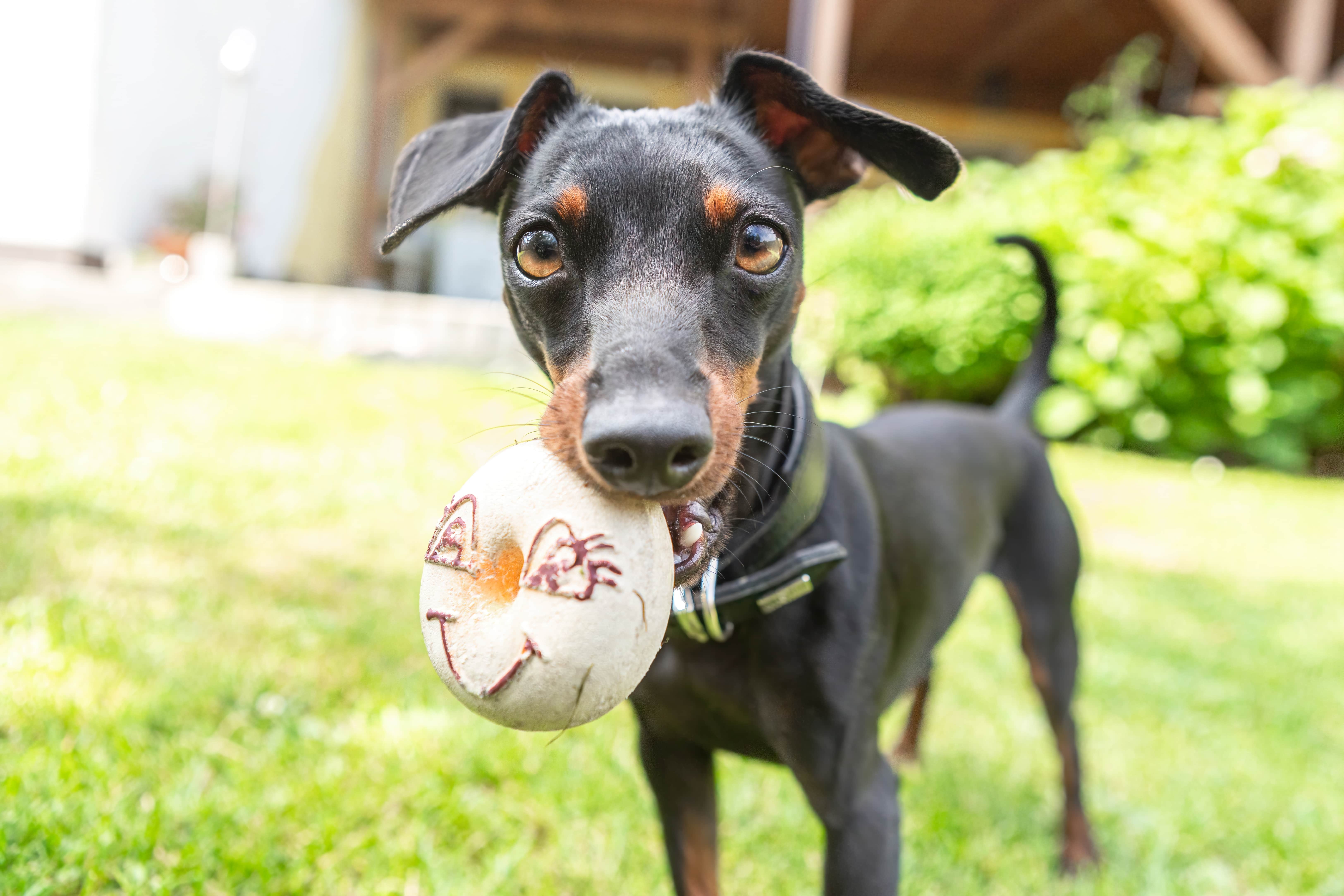 Imagem de um Pinscher miniatura preto e creme segurando uma bolinha branca na boca na grama com uma casa e folhagens de fundo.