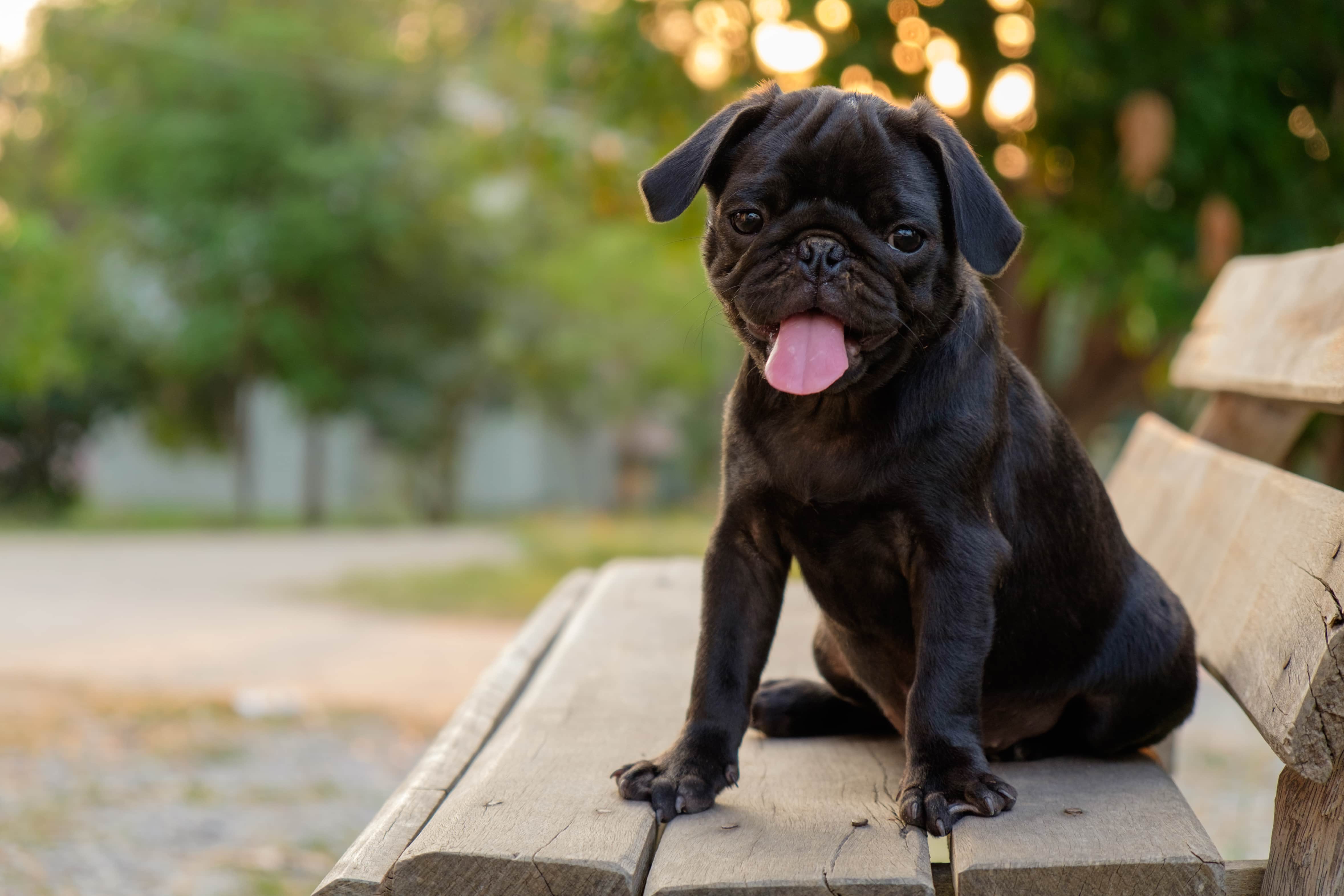 Imagem de um Pug preto com a língua de fora sentado em um banco de madeira com uma rua e árvores de fundo.