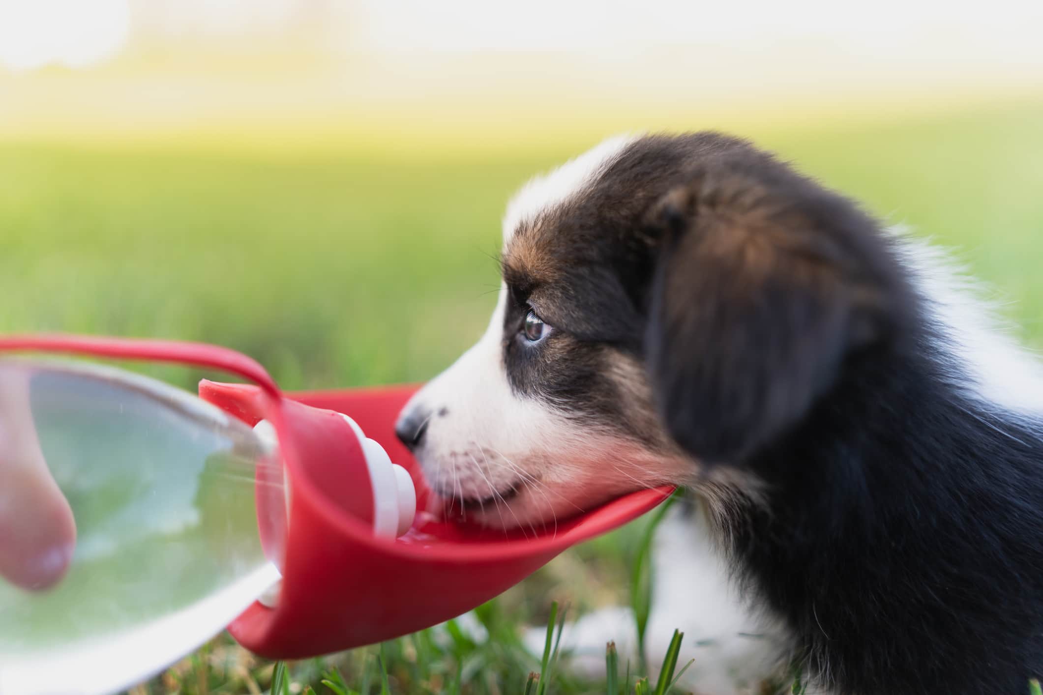 Um cachorro filhote da raça border collie, deitado na grama tomando água de uma garrafa equipada com um suporte.