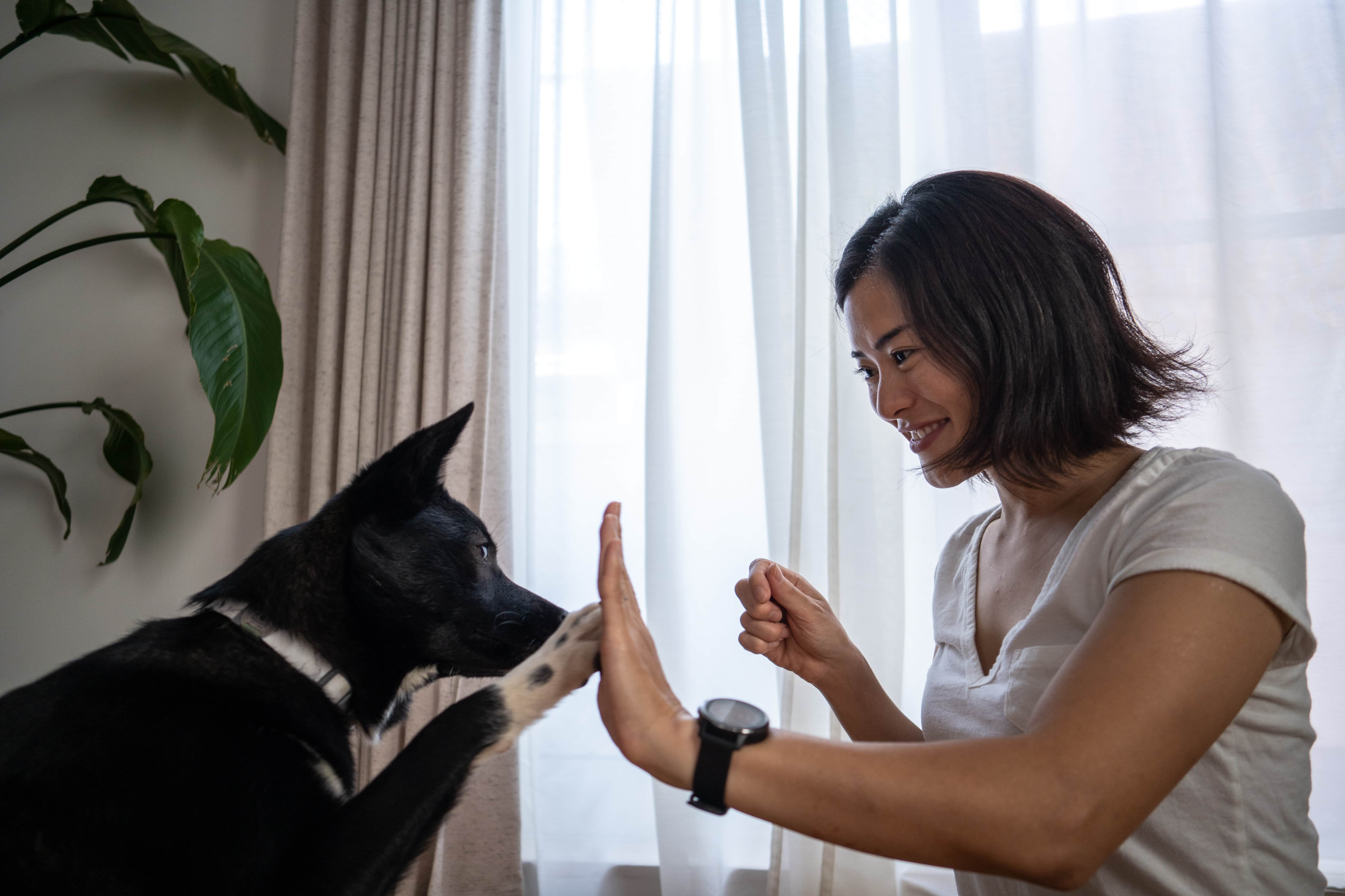 Adoção de cachorro: dicas de adaptação