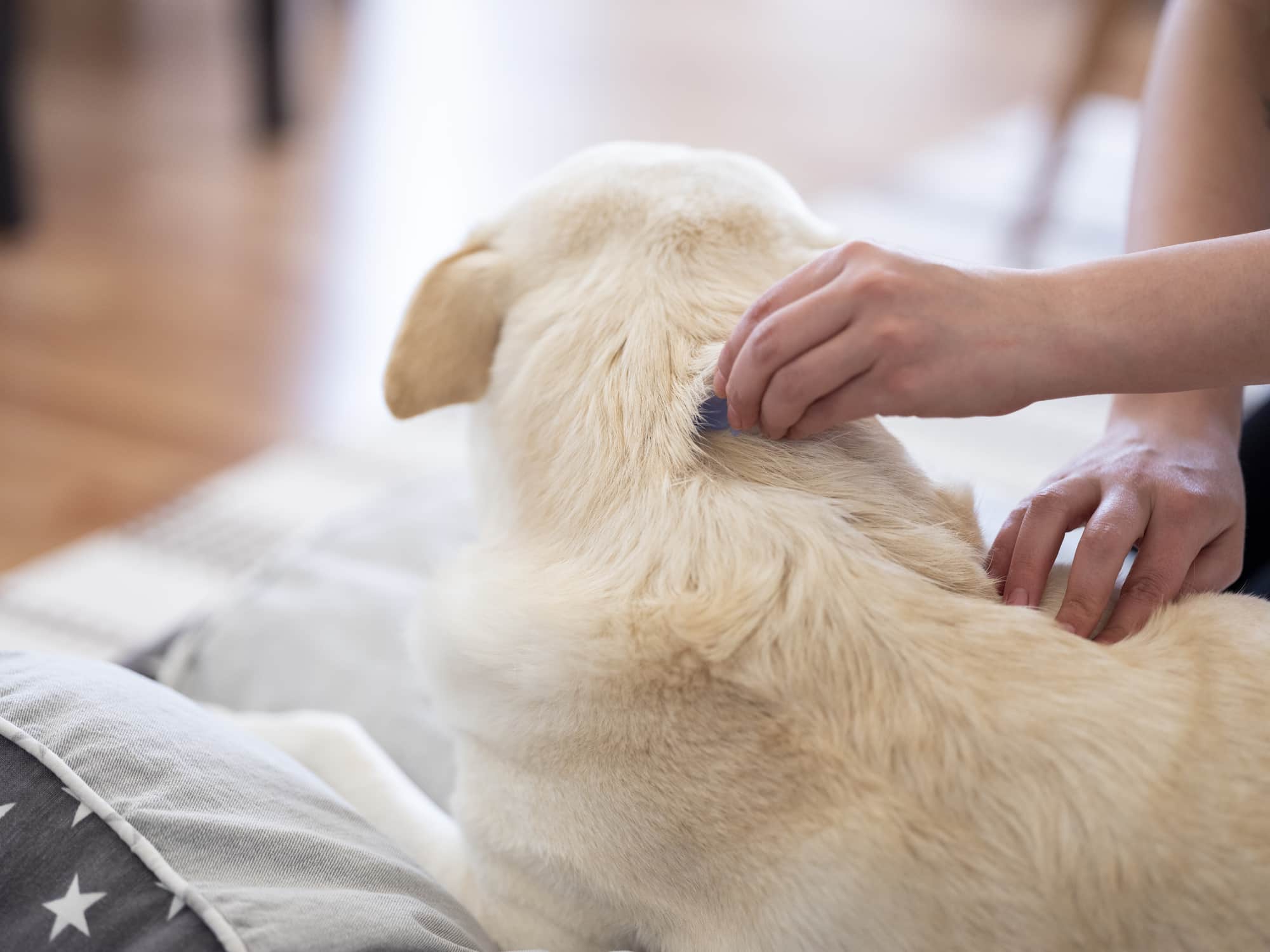 Um cão de pelo branco sentado no sofá de costas e as mãos da tutora aplicando uma ampola contra carrapatos no seu pescoço em fundo desfocado.