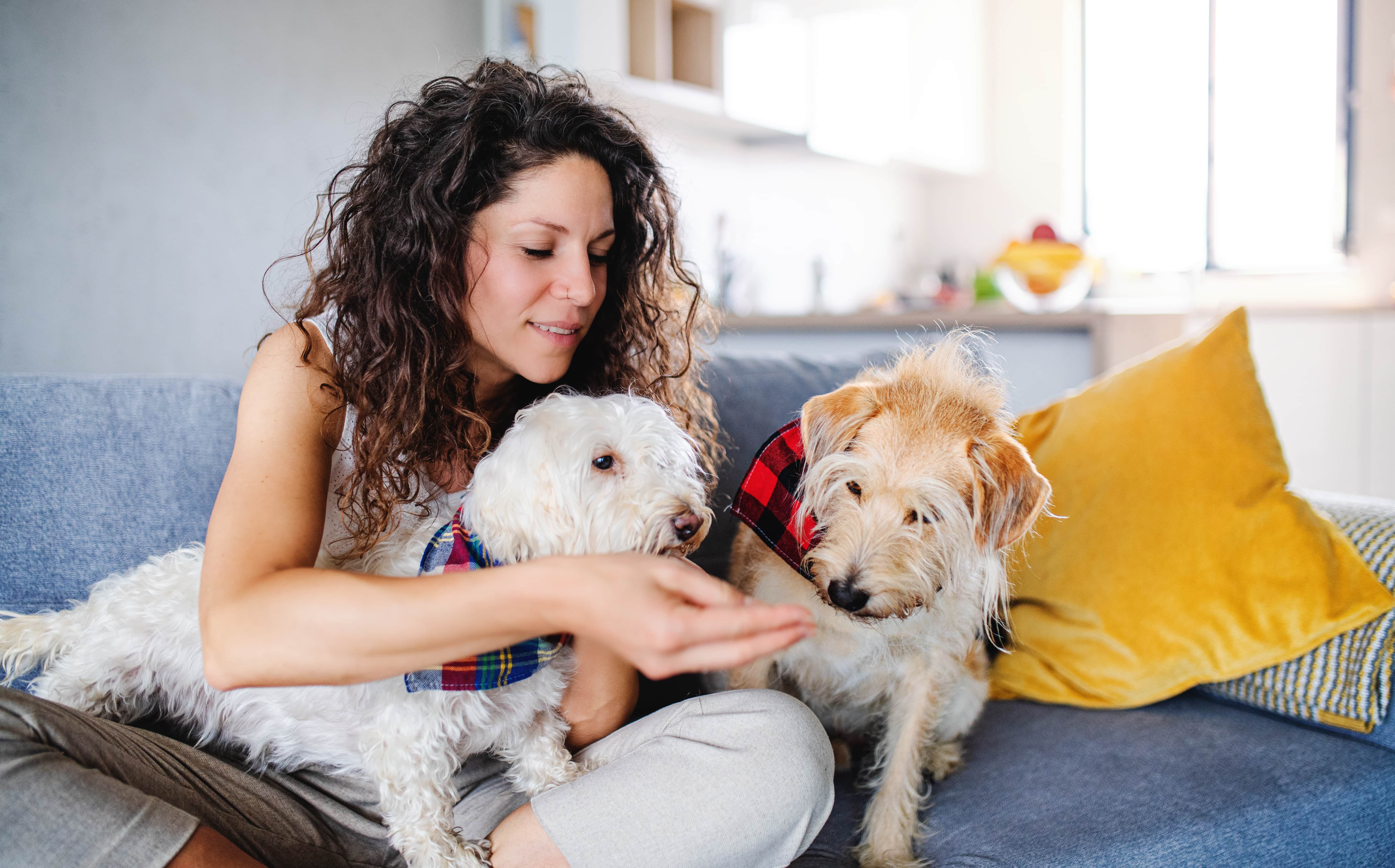 Mantenha a atenção com os outros animais de estimação
