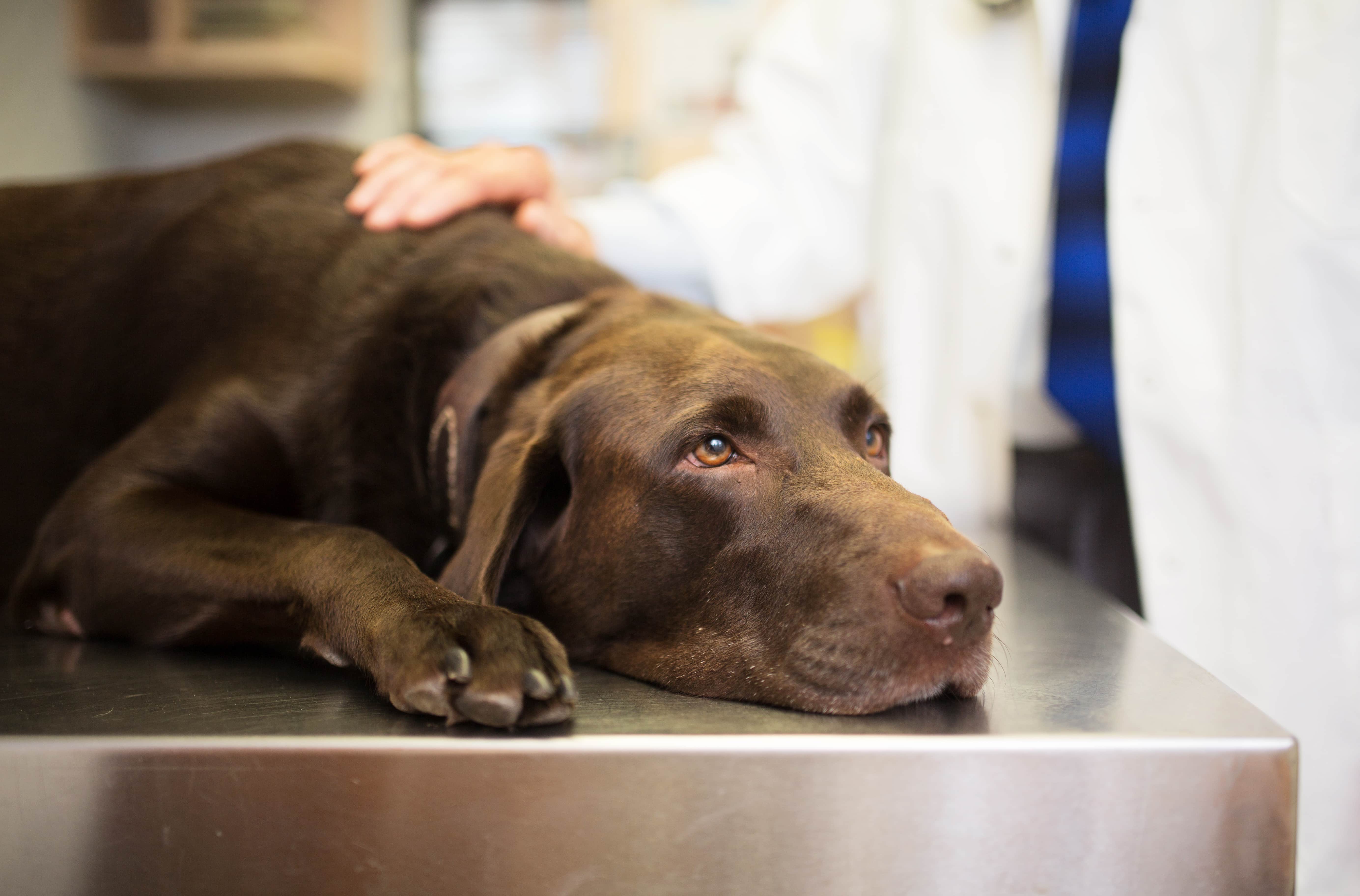 Cacorro marrom deitado sobre mesa de veterinário.