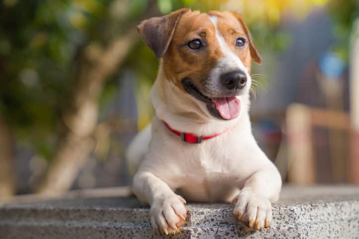 Como é a aplicação do microchip?