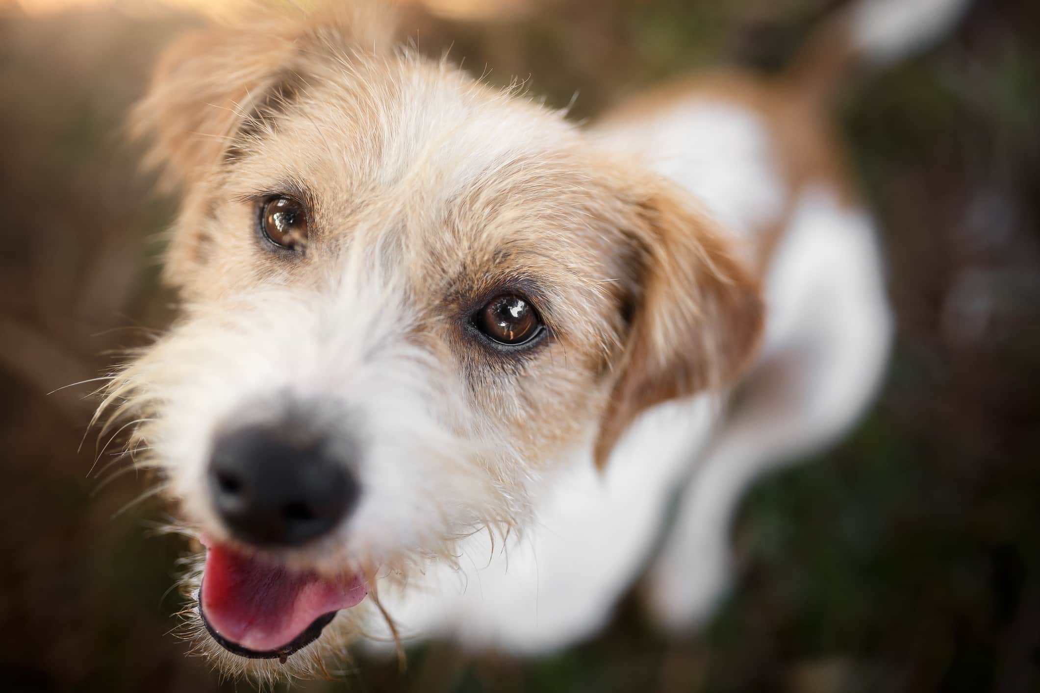 Quais as vantagens do microchip?