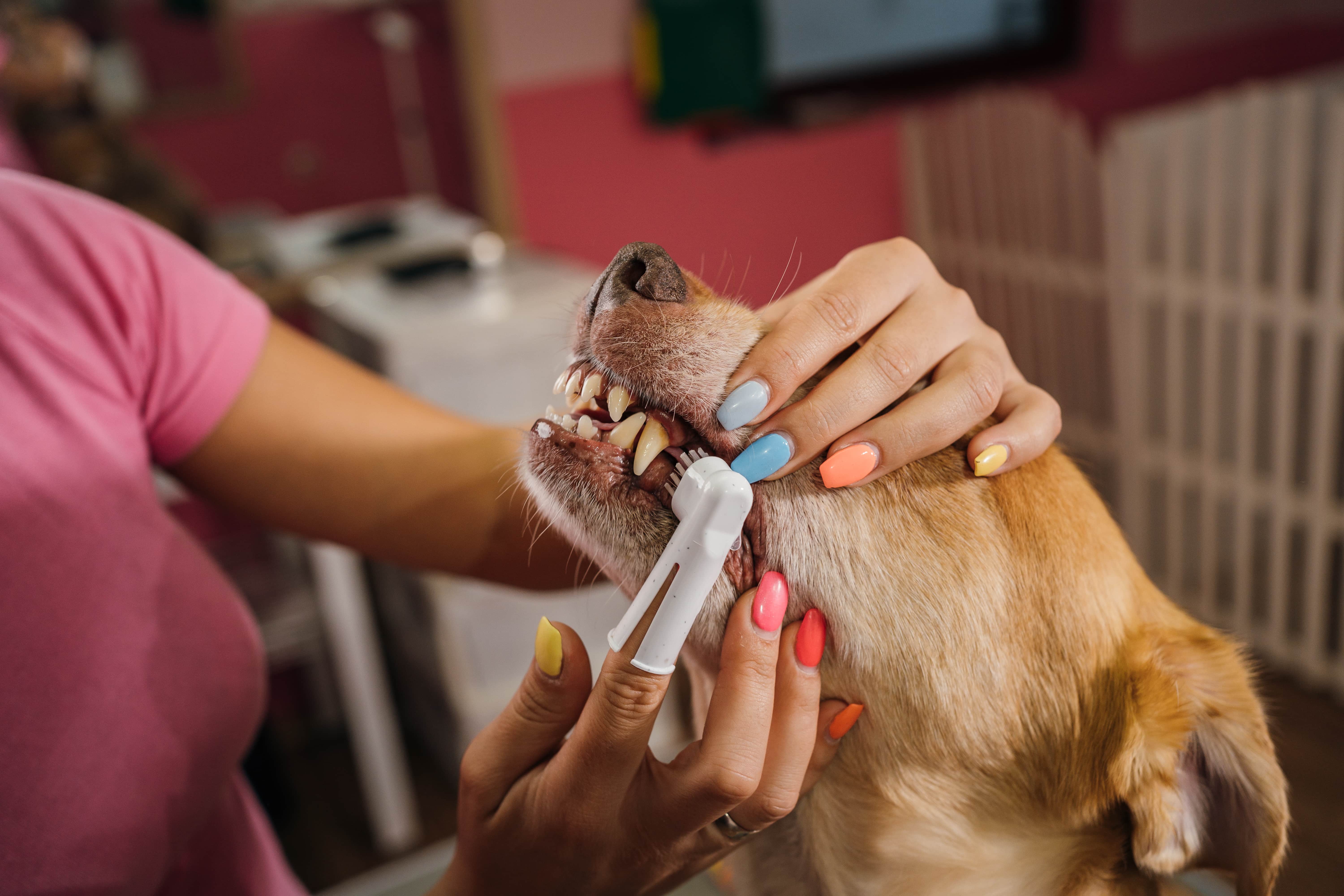 Mulher escovando dentes de cachorro amarelo.