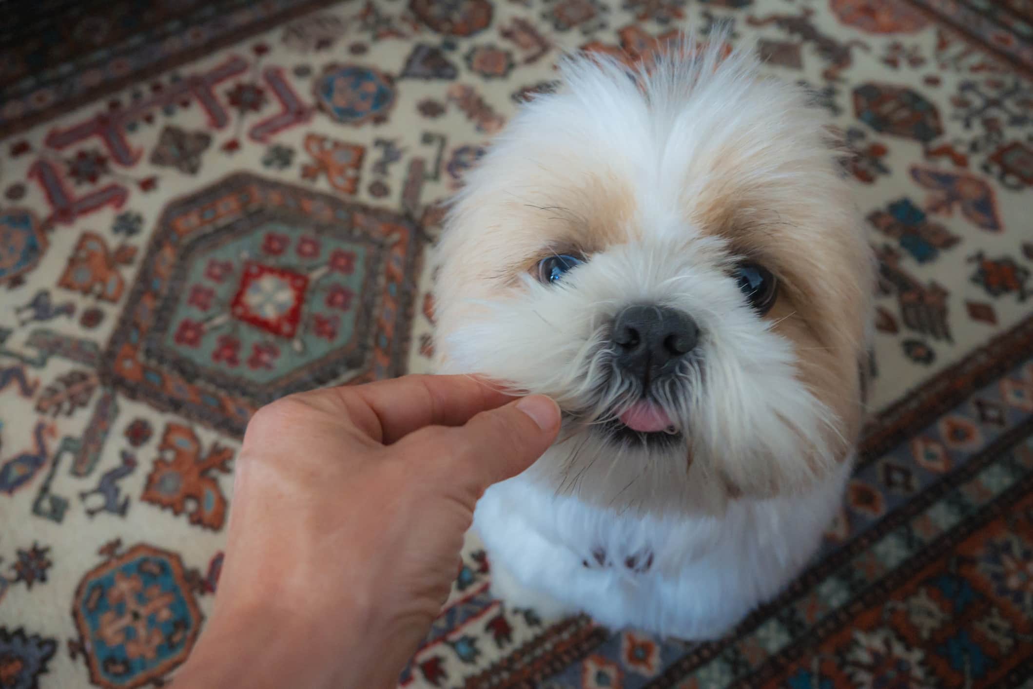 Um cachorro na raça Shit-tzu sentado em cima de um tapete tipo persa olhando fixamente para a câmera recebendo algo da mão do tutor.
