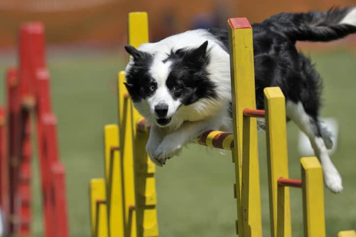 Quais cães podem praticar o Treinamento Agility?