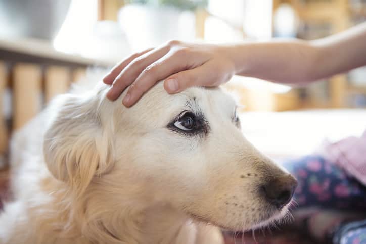 Cachorro de pelo bege recebendo carinho na cabeça da mão do tutor com fundo desfocado.