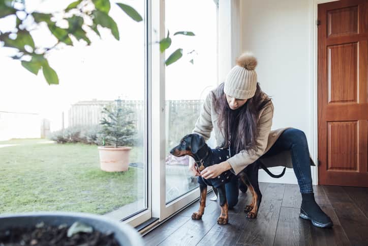 Cachorro de pelo preto e caramelo tendo a guia colocada pela tutora, fundo parede branca e gramado.