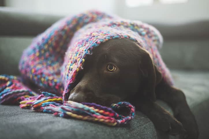 Cachorro de pelo preto e caramelo, deitado de barriga pra cima sobre a grama com fundo desfocado.