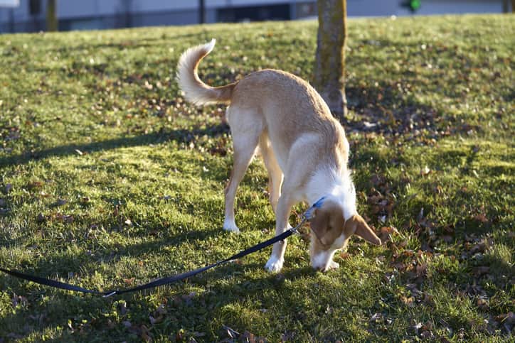 Cachorro de pelo bege, cheirando chão de terra com fundo desfocado.