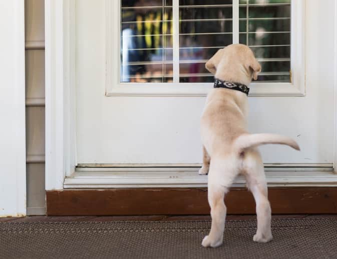 Cachorro de pelo bege usando coleira preta com detalhes em branco com as patas dianteiras apoiadas na porta branca