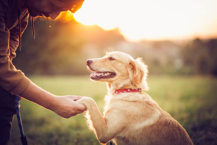 Cachorro de pelo bege com coleira vermelha dando a pata para o tutor, fundo desfocado.