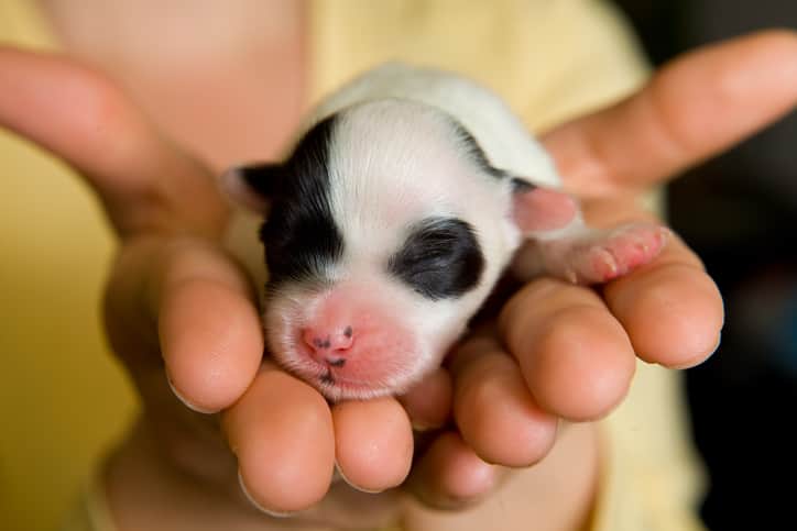 um filhote de cachorro de pelo branco e manchas pretas dormindo sobre as mãos de uma pessoa branca que veste blusa amarela e fundo preto desfocado.