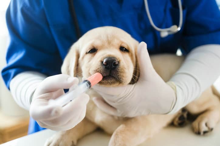 Um veterinário usando uniforme azul e luvas cirúrgicas medicando com seringa um filhote de labrador de cor bege e olhos escuros olhando fixamente para a câmera.