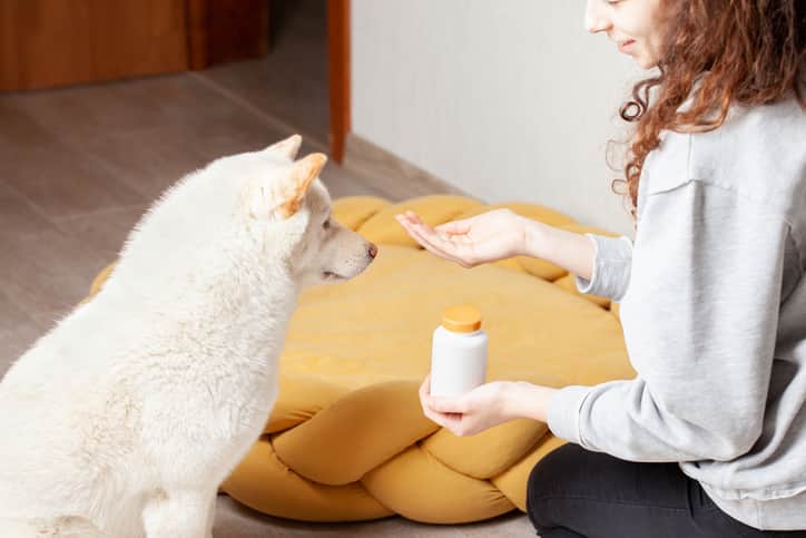 Um cão de de pelo branco olhando para o comprimido que está nas mãos da tutora que é ruiva e tem cabelos enrolados e usa blusa de moletom cinza e calça preta, ambos estão sentados no chão próximo de uma caminha laranja redonda ao fundo uma parede branca e porta de madeira.