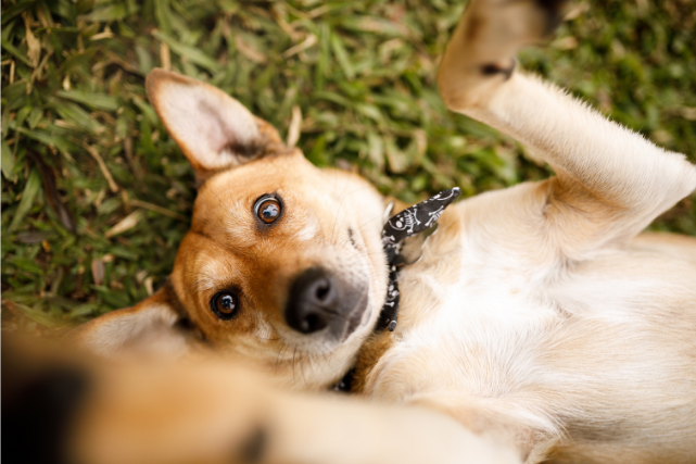 Cachorros sem raça definida não possuem restrição alimentar