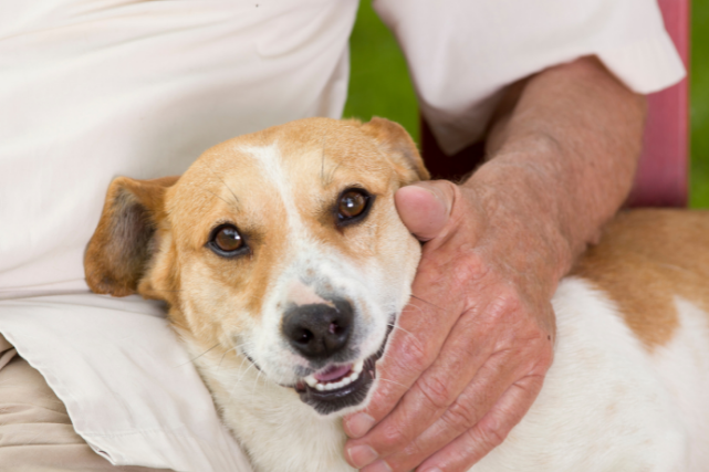 É mais barato cuidar de cães vira-latas