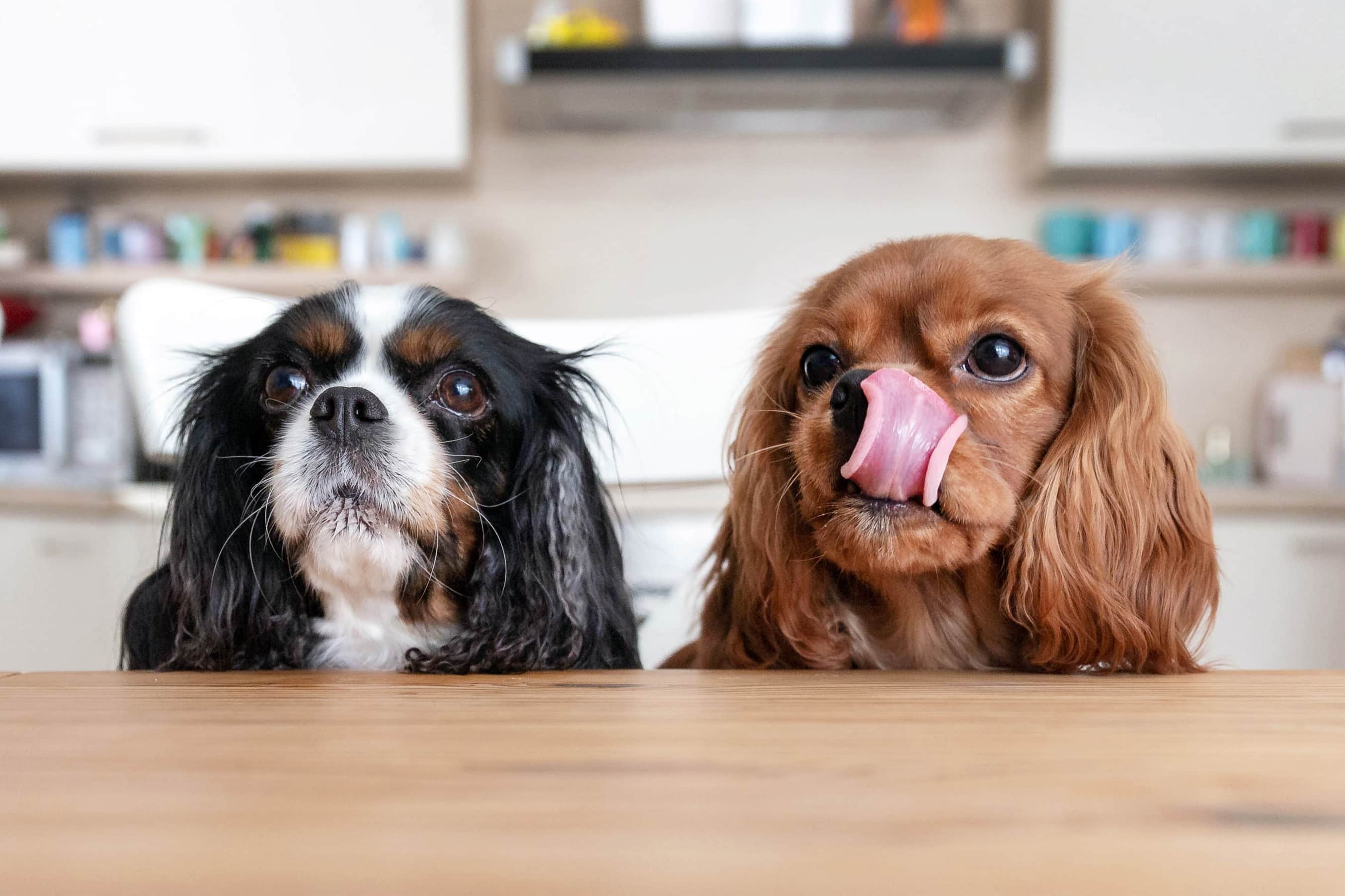 Dois cães da raça Cavalier King Charles Spaniel, um deles de pelo preto e macha branca no focinho e outro de pelo caramelo com a língua lambendo o focinho como se estivessem sentados na mesa esperando e olhando fixamente para algo e fundo desfocado.