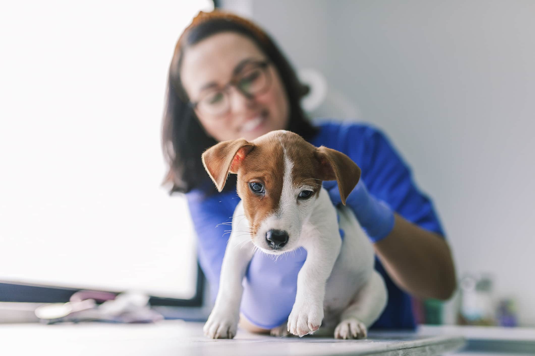 Um cão da raça Jack Russell Terrier sendo examinado por uma veterinária de cabelos pretos que veste uniforme azul e usa óculos de grau e fundo desfocado.
