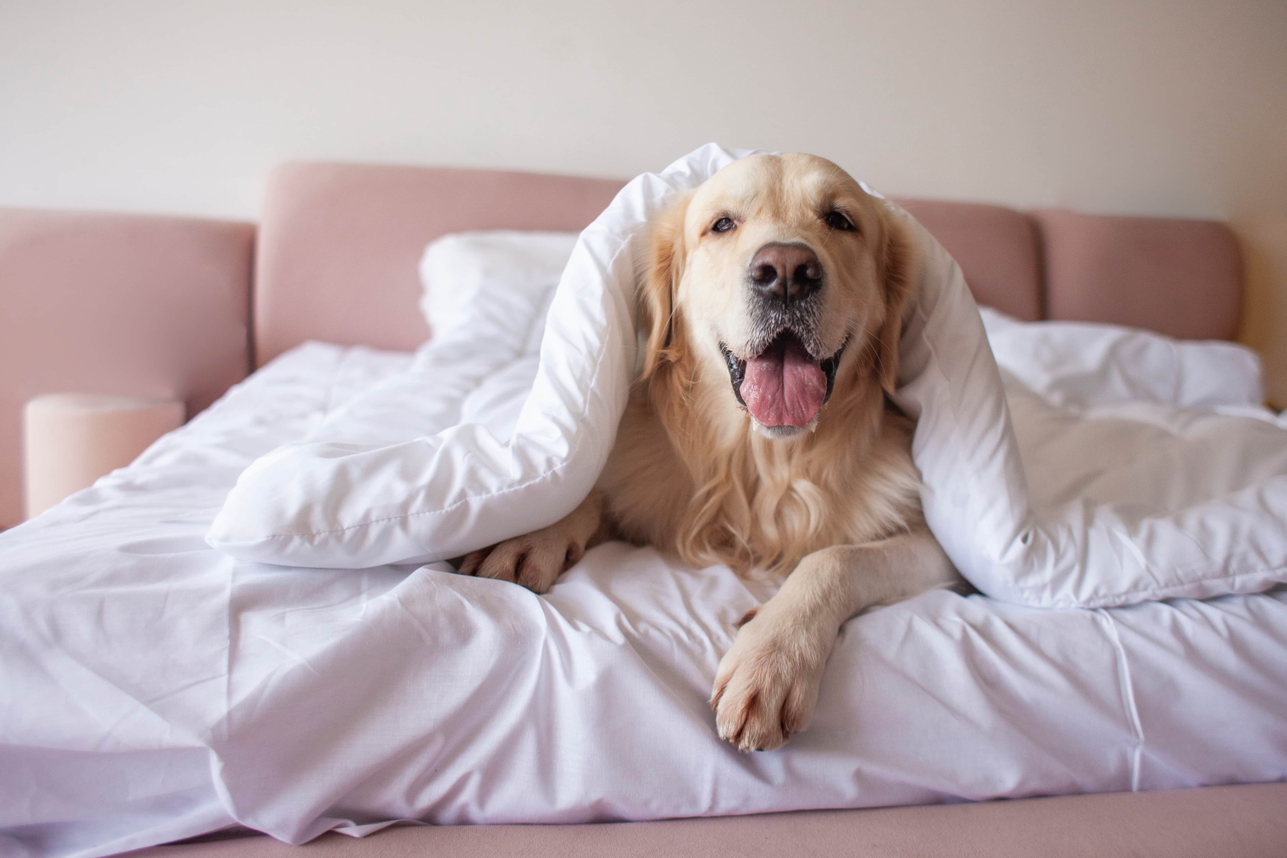Imagem de um golden retriever idoso deitado, com a cabeça erguida e a língua de fora, em uma cama com lençol branco e uma manta branca cobrindo-o, ao fundo uma cabeceira rosa claro.