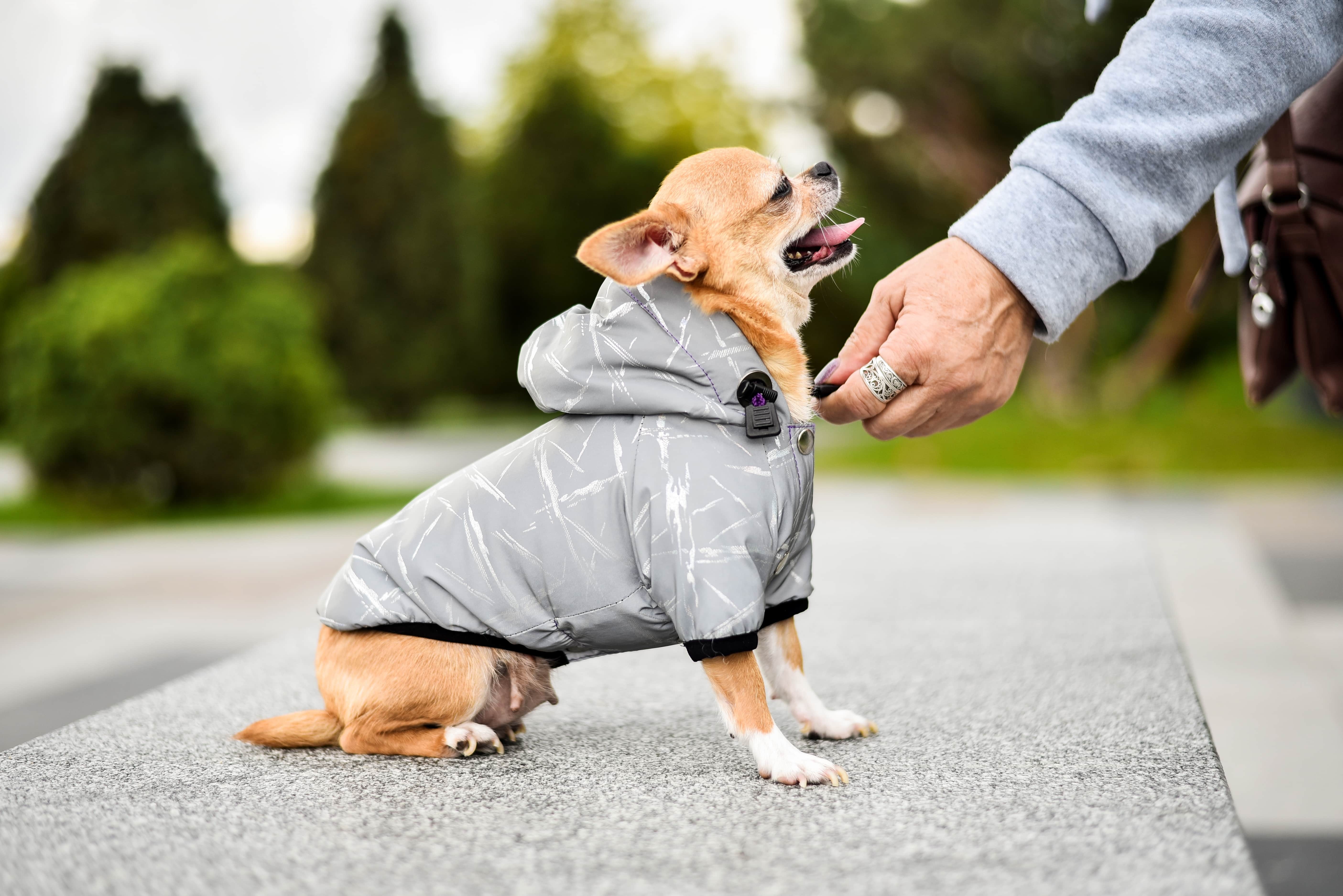 Imagem de um Chihuahua sentado de lado, com a cabeça erguida e a língua de fora, usando uma roupa de cachorro com capuz, enquanto seu tutor a fecha. Ao fundo, diversas árvores.