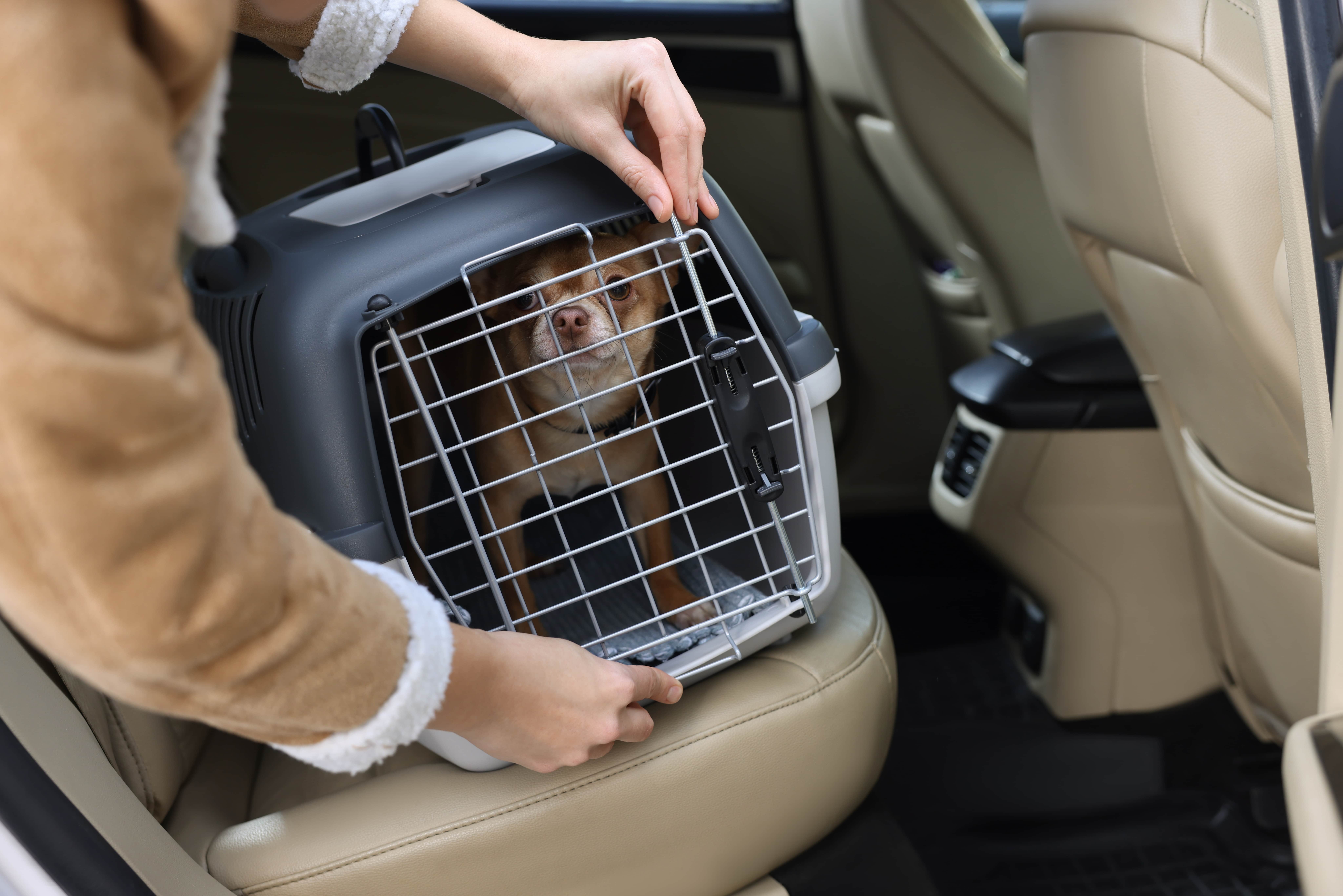 Imagem de uma caixa de transporte para cachorro sendo presa por um tutor dentro de um carro, com um Chihuahua marrom dentro.