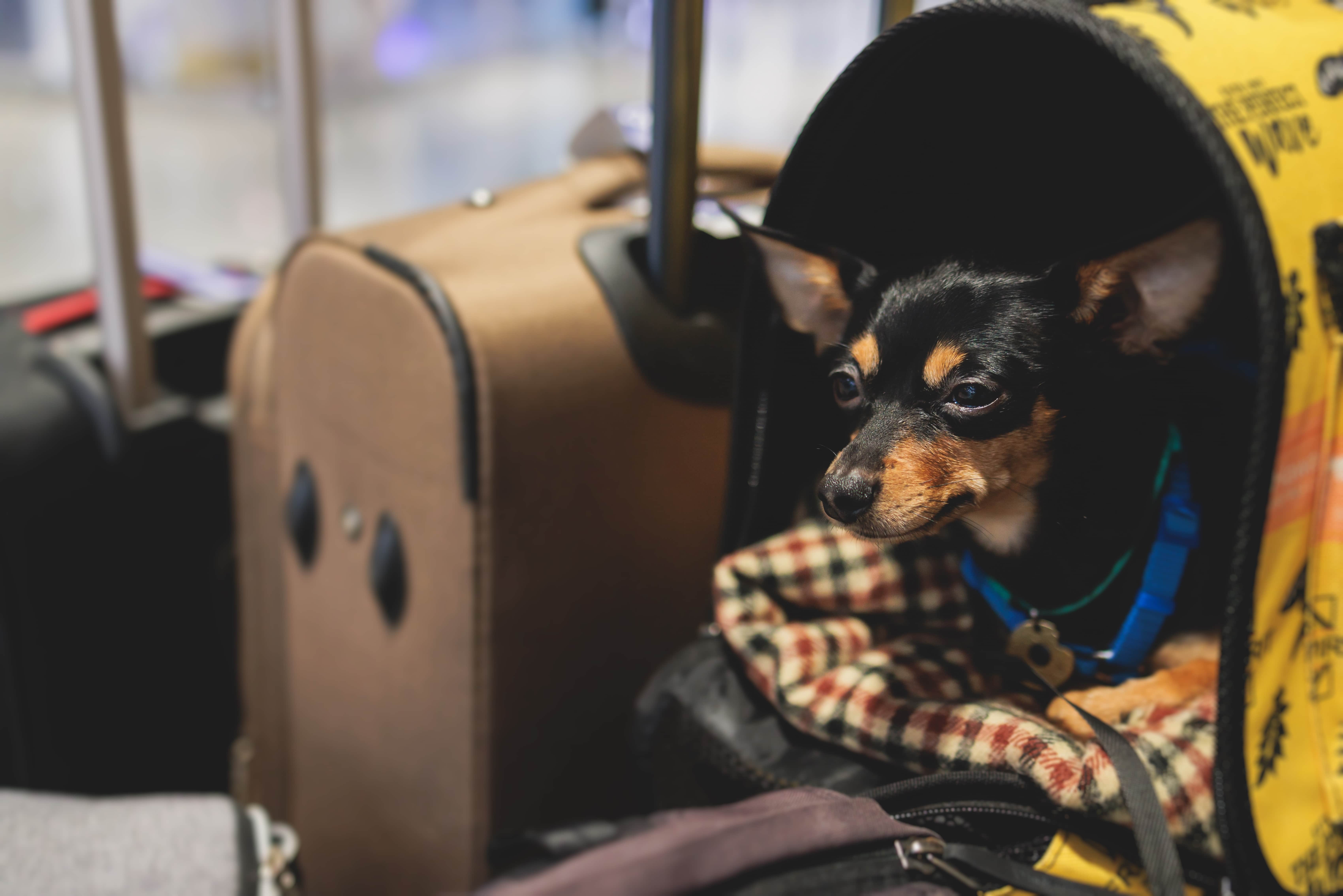 Imagem de uma bolsa com um Pinscher preto deitado sobre uma coberta xadrez dentro, ao lado de duas malas de rodinhas: uma bege e outra preta.